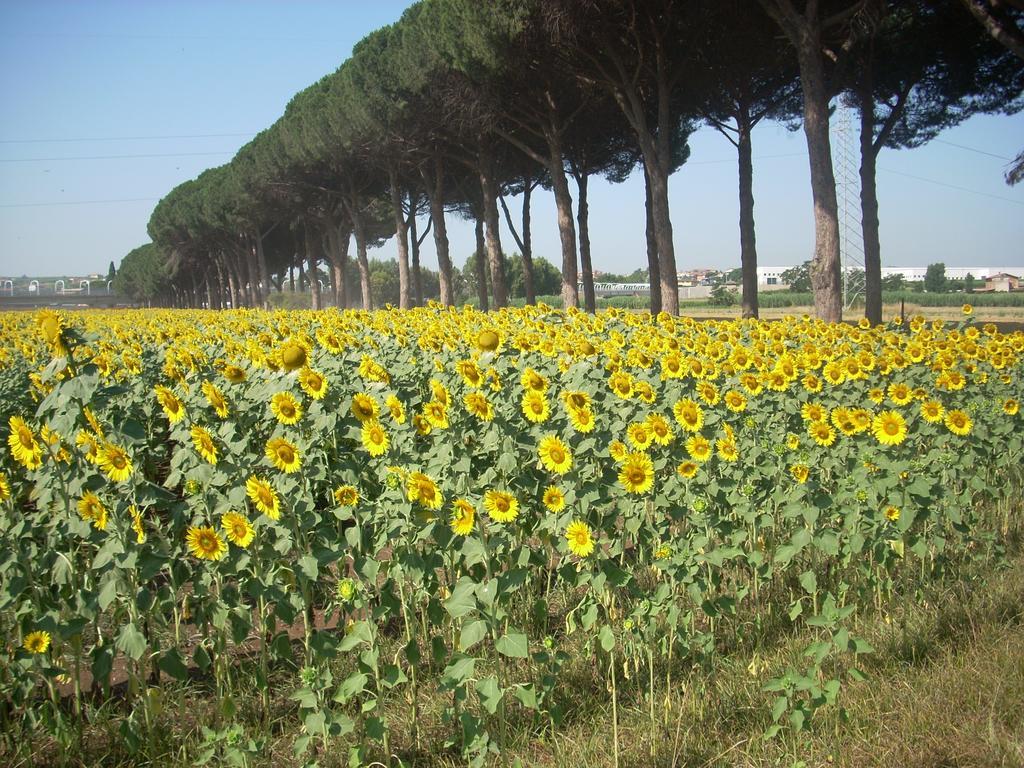 Agriturismo Pantano Borghese Monte Compatri Bilik gambar